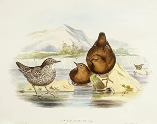 Affiches d'Art Bird Brown Dipper John Gould Peinture Décorative Salon Toile Nature 60x90cm