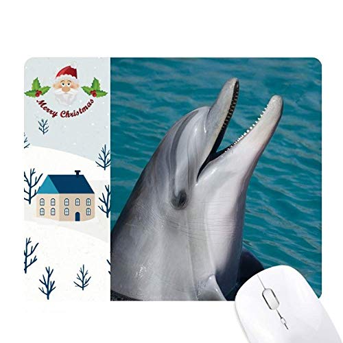 C̐̌̃CJ̉Ȋw͎R̎ʐ^ T^N[XƉS̃}EXpbh