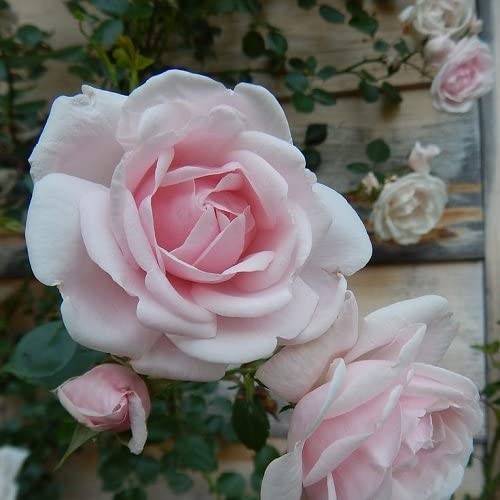 Kletterrose New Dawn - Mehrjärig, Zartrosa und Winterhart - Duftend | ClematisOnline Kletterpflanzen