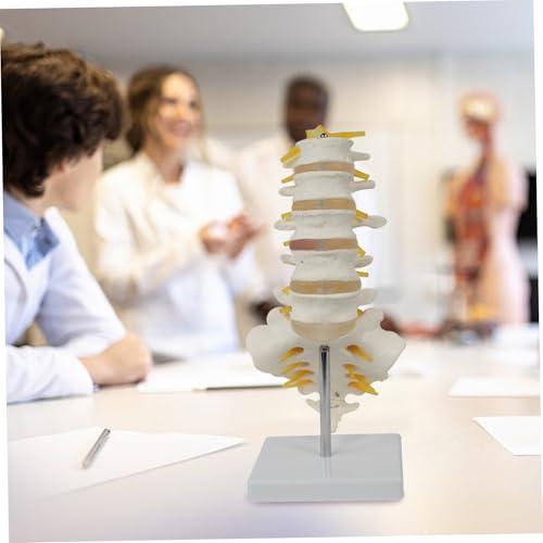 Modelo de columna vertebral con nervios en PVC para el estudio anatómico detallado 6