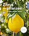 Zitruspflanzen: gestalten - pflanzen - ernten (Mein Garten)