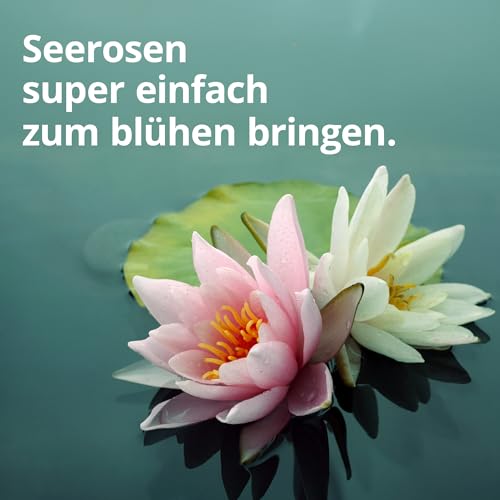 NatureHolic Teichzeit Seerosen Dünger | Premium Seerosen Dünger | Seerosen-Dünger Kapseln Langzeitdünger | Dünger für Seerosen im Gartenteich | Made in Germay | 25 Kapseln