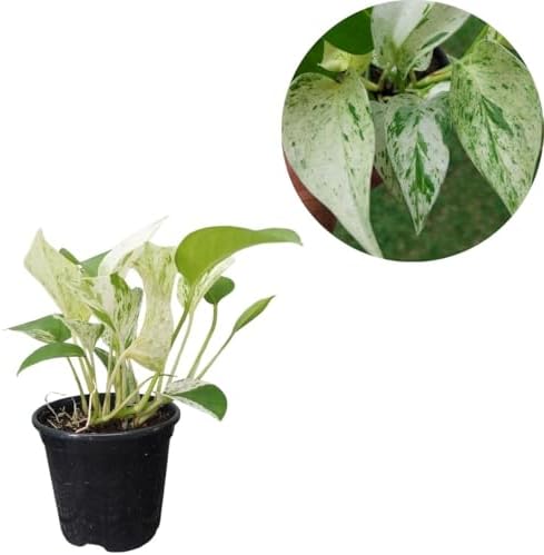 Jiboia Branca Variegata Rara Planta Natural Folhagem Exotica Pote...