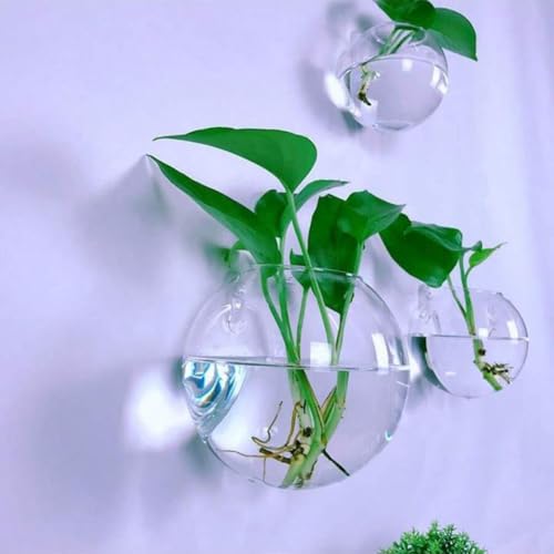 Jarrones de vidrio hidropónico de pared: evita plantas marchitas con este terrario visible 4
