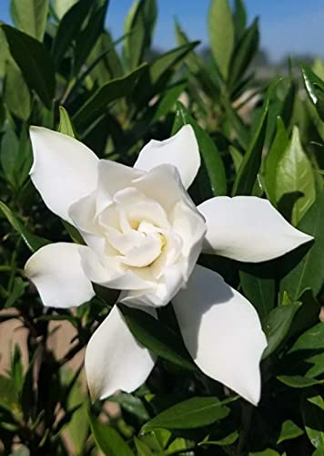 Frost Proof Gardenia (2.5 Gallon) Flowering Evergreen Shrub With Glossy Green Foliage And White Fragrant Blooms - Full To Part Sun Live Outdoor Plant #TOP1