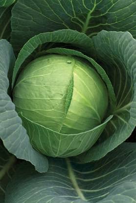 Garden Basket Cabbage, Bandha Kobi, Band Gobhi Organic Seed (100 per packet) (B09SCL2QNR) Amazon Price History, Amazon Price Tracker