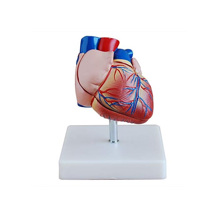 Buy Life Size Human Heart Anatomy Model 2 Part Cardiac Medical Learning