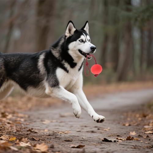 YQYCE 5 PCS Ball mit Schnur Hund, Wurfball für Hunde, Hundespielzeug mit Bällen am Seil, Hundebälle am Seil mit strapazierfähigen, elastischen Bällen, interaktives Hundespielzeug zum Apportieren