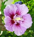 Garteneibisch 'Ardens' - Hibiscus syriacus 'Ardens' 40-60 C - 40-60 cm Topf