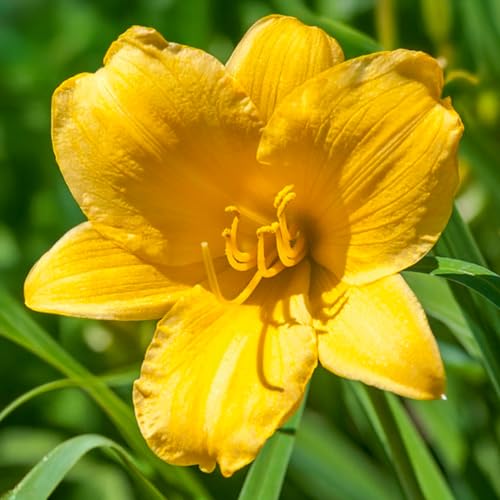 Bulbi di HEMEROCALLIS | Bulbi provenienti dai migliori produttori Olandesi | Esclusiva selezione e controllo qualità | Fioritura garantita. (2 Hemerocallis STELLA D'ORO)