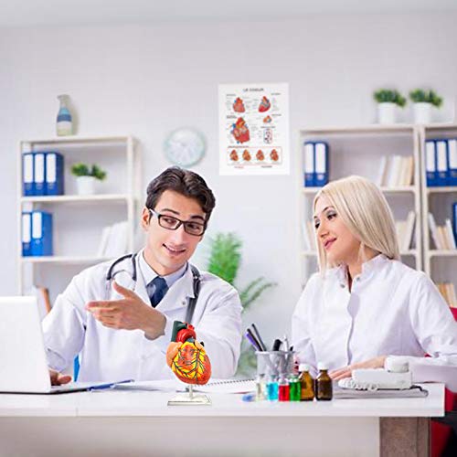 Miniatura 8 de EVOTECH SCIENTIFIC Cuerpo humano, esqueleto, corazón, cráneo de tamaño medio con modelos de cerebro, el mejor paquete de modelo de anatomía, juego