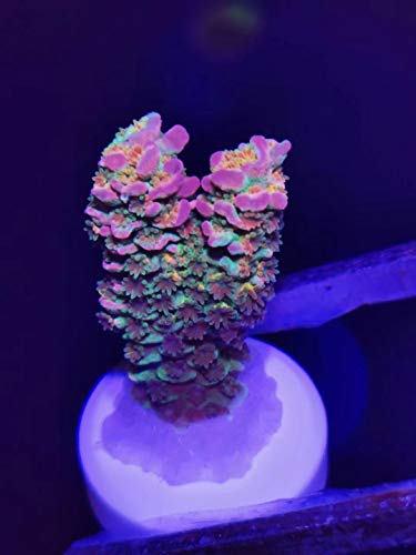 Image of Aquarium Choice Coral frag Plugs for Coral fragging kit lps Bases(30pcs 0.98 inch Ceramic Coral Base)