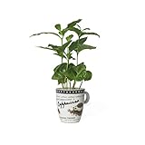Interflowers GmbH