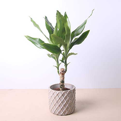 Planta natural Dracaena Fragans a domicilio - Envío gratuito - Altura 40cm y Diámetro 12cm - Plantas decorativas - Exterior e interior - Varios maceteros disponibles. (5. Macetero rombos)