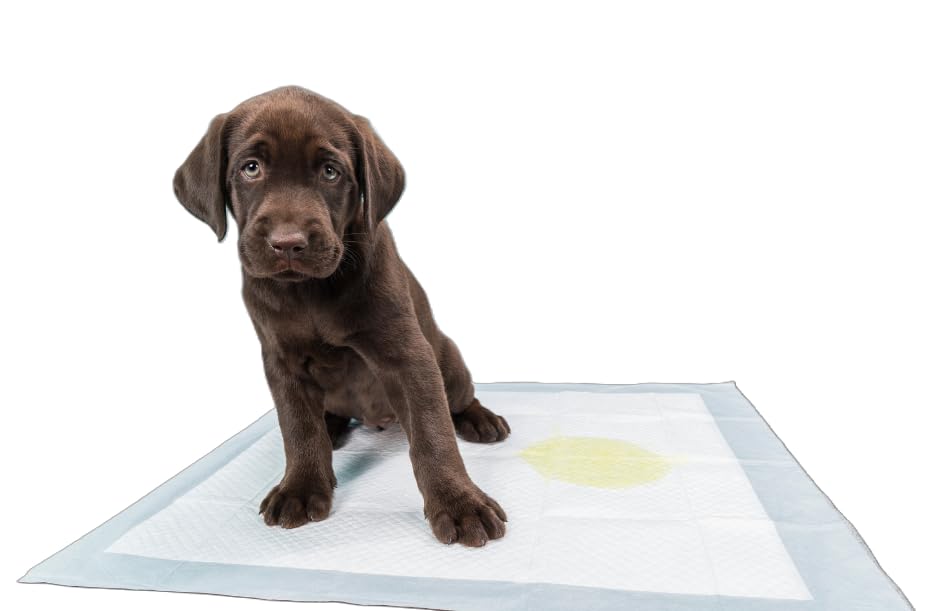 300-17x24 Low Cost Puppy Training Pads Lightweight 3-Layer Little Dog Pads Toys-Teacups-Minis for...