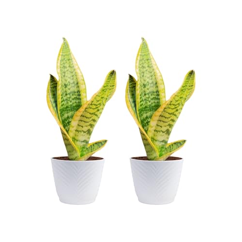 Image of Costa Farms Snake Plant Live Houseplants (2-Pack), Sansevieria in Decor Pots, Live Indoor Plants for Low Light, Easy Care Succulents for Plant Shelf, Home Decor & Office Desk, 8-12 Inches Tall