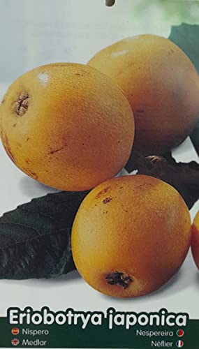 ÁRBOL FRUTAL NISPERO ARGELINO M25 85-110CM PARA EXTERIOR
