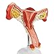 Modell Der Menschlichen Gebärmutter Und Des Eierstocks, Modell Der Weiblichen Fortpflanzungsorgane, Zeigt Gebärmutter, Eierstock, Vagina, Anatomisches Modell Für Die Medizinische Lehre Der Gebärmutter