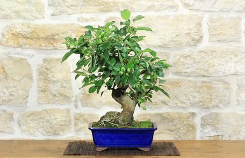 Bonsái de manzano silvestre (137)