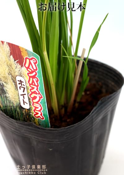 Amazon.co.jp: 土っ子倶楽部 パンパスグラス 白花 10.5cmポット 苗