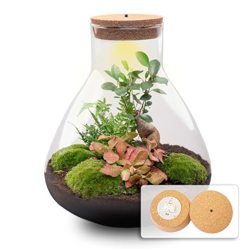 urbanjngl - Sam XL Bonsai Terrarium mit Licht - DIY Kit für...