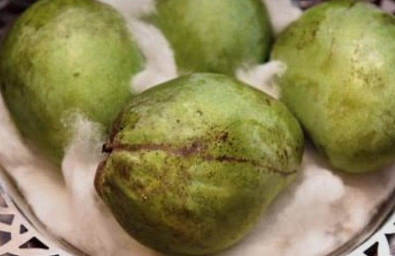 Mango Fruit 1 Grafted Live Plant - Variety (Kohitur Mango Plants) (B0B9XMTQR5) Amazon Price History, Amazon Price Tracker