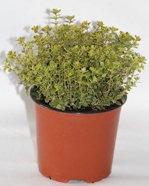 Tomillo limón - planta aromática viva - maceta 13cm