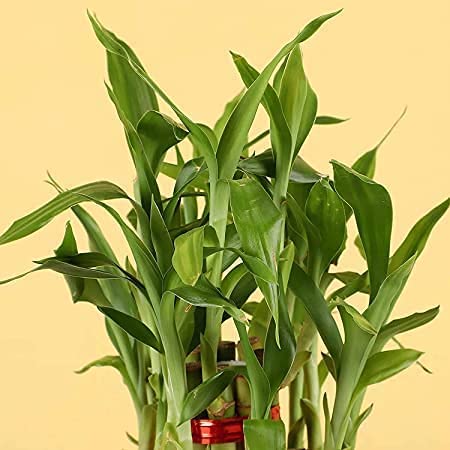 Image of Natural Live Indoor Air Purifying Lucky Bamboo Plants with Decorative Pot for Living Room, Balcony, Office And Garden (3Inch Pot, Assorted Colour)