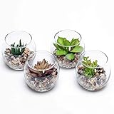 ❶ linda maceta moderna: jarrones de cristal transparente en macetas que son perfectos para exhibir elegantemente plantas de hojas espinosas, plantas de hojas en capas, cactus de plantas de hojas redondeadas, plantas suculentas, etc., y ayudan a dar un diseño elegante y moderno a cualquier espacio