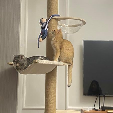 review Floor to Ceiling Cat Tree Accessories Hammock Accessories Cat Climbing Frame Hammock