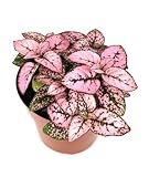 Hypoestes Rose Splash Live Potted House Plants Air Purifying in 2' Pot