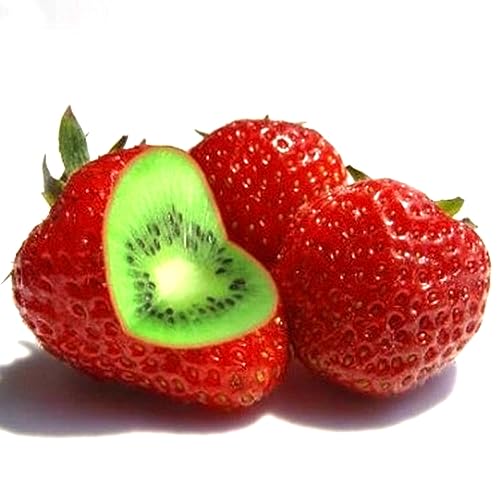 PERZOE 100/200/400 piezas raras semillas de kiwi de fresa, planta de jardín de bonsái de jardín de frutas dulces Semillas de kiwi de fresa 200 piezas