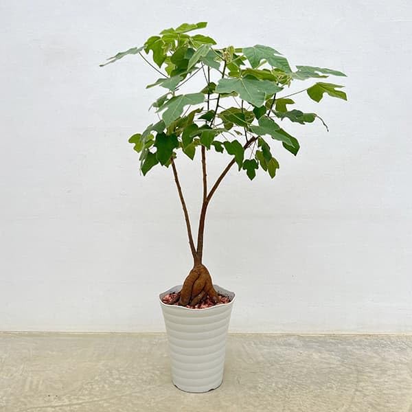 Amazon｜ブラキチトン（ボトルツリー）：ビドウィリー（樹形おまかせ