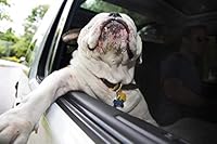Joyriding, Canine Car Companions B017GF2DC4 Book Cover