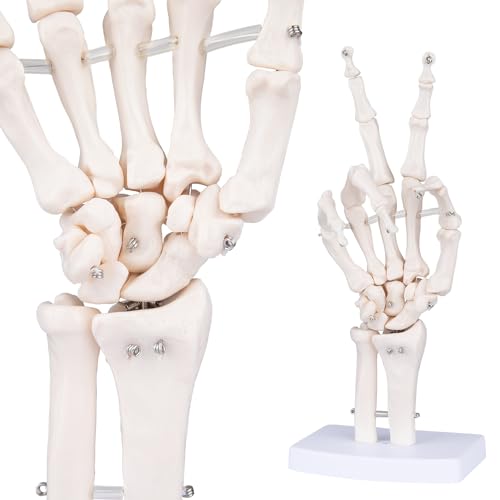 Human Skeleton Hand Model - Life Size Anatomical Finger Bone Model with Articulated Flexible Joints Shows Wrist Ulna Radius for Medical Demonstration Study Education &amp; Display Base