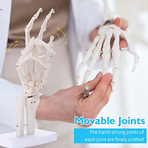 ANNWAH Hand Skeleton Model - Medical Human Finger Bone Made of PVC Posable Hand Showing Ulna and Radius for Research and Learning - Thumbnail 4