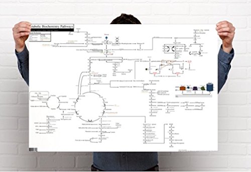 Image of Metabolic Biochemistry Pathways Poster (48 x 36 Inches, Non-Laminate)