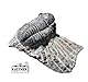 Kaltner Präsente Geschenkidee - Versteinerte Urzeit Fossilien: Fossilie Trilobiten Trilobit Gerastos aus Marokko/Lehrmaterialien Fossilien (Ø 5 cm)