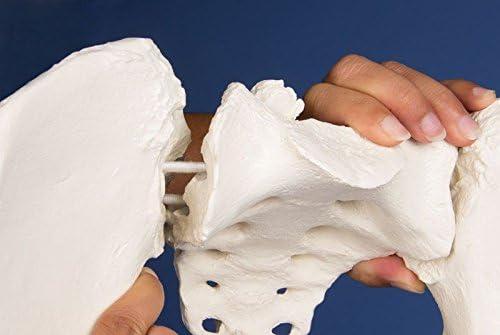 Erler-Zimmer 4054G Female Pelvis, Flexible