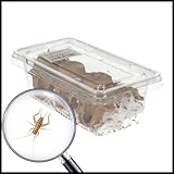 Livefoods4u Mini House Brown Crickets Live Food (3-4mm) - Perfect for Reptiles...