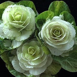 Plants Nursery NCR Ornamental Cabbage White - Kale