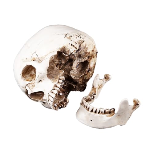 Modelo de cráneo Humano, tamaño Real Cabeza Humana Resina Blanca Cráneo Humano Dibujo Natural con Tapa extraíble Réplica Modelo Realista para Esqueleto