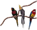 Sitzstangen-Baukastensystem für Kanarienvögel, Exoten und andere kleine Vogelarten
