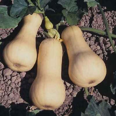 Buy4seeds Organic Squash Butternut Waltham 40 Seeds Easy to Grow Garden Yard Patio