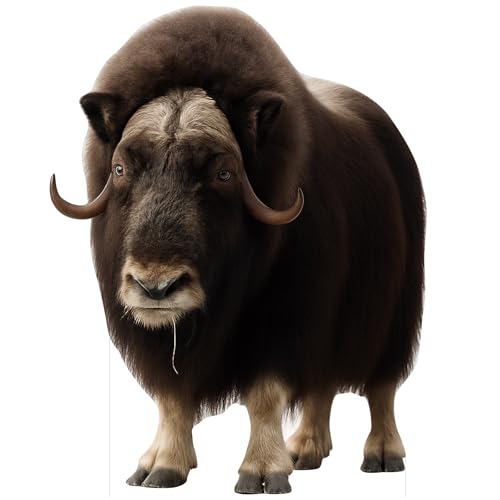 Image of Life Size Cardboard Cutout, 2FT Musk-Ox Fun Animal Standup, 1 PC | Cardboard Cutout Standup for Events, Party Decor, Birthday Parties, Photo Booth & Holiday Decor, Fun Photo Prop