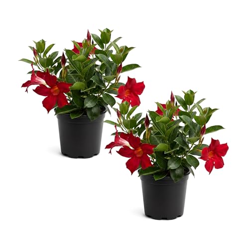 Mandevilla - Red Blooms Live Flowering Tropical Plant (2 Per Pack) - 10 Tall by 5 Wide in 1.6 Pt Pot