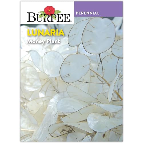 Burpee Money Plant Seeds (Lunaria) - Ornamental Silver Dollar Pods