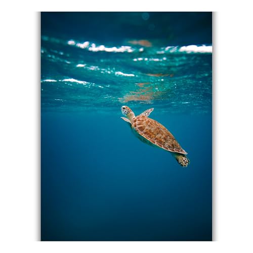 Summit Designs Sea Turtle Wall Art Print 11x14 Unframed Underwater Photography Ocean Blue Marine Life Bathroom Decor Coastal Living Room