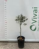 vivaio bonsai prenestina L'olivo è noto scientificamente con il nome di Olea Europaea ed appartiene alla famiglia delle Oleaceae. L'albero è assai longevo, può vivere infatti per diverse centinaia di anni; in condizioni favorevoli è in grado di raggiungere i mille anni di età. E' una pianta sempreverde con un fusto cilindrico e piuttosto contorto. La sua corteccia ha un colore grigio scuro ed il legno che se ne ricava è molto pesante; da esso si possono ricavare dei mobili davvero molto pregiati. Le radici dell'olivo sono possenti,rimangono in superficie e non vanno ma