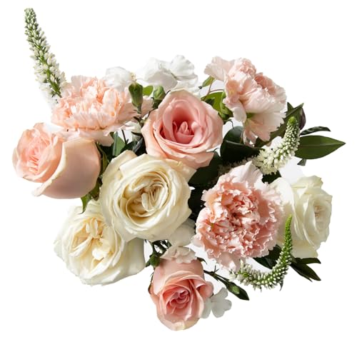 UrbanStems – The Sorbet Bouquet (No Vase) – Fresh Flowers for Delivery – Gift for Birthday, Thank You, Sympathy, Thinking of You, Friendship